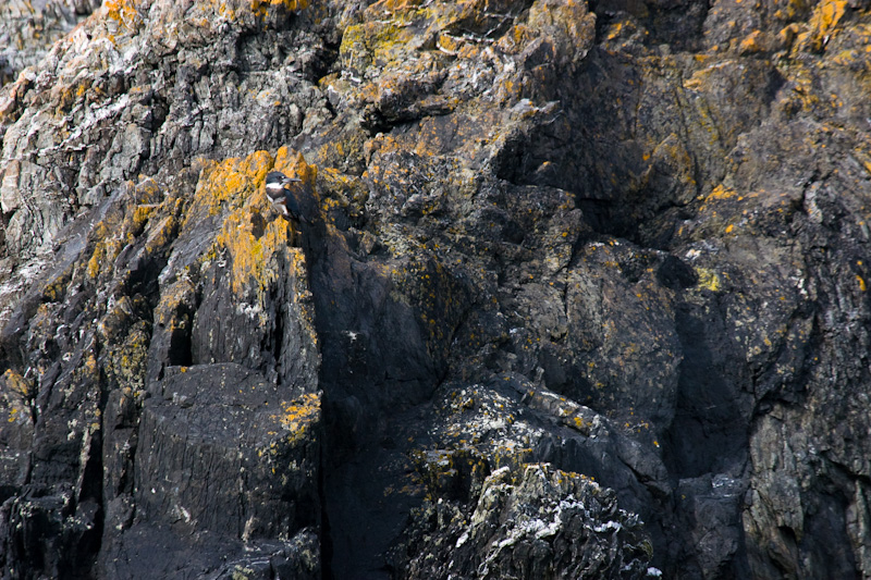 Belted Kingfisher On Rock Face